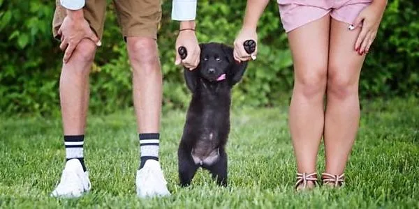 guarda de animais