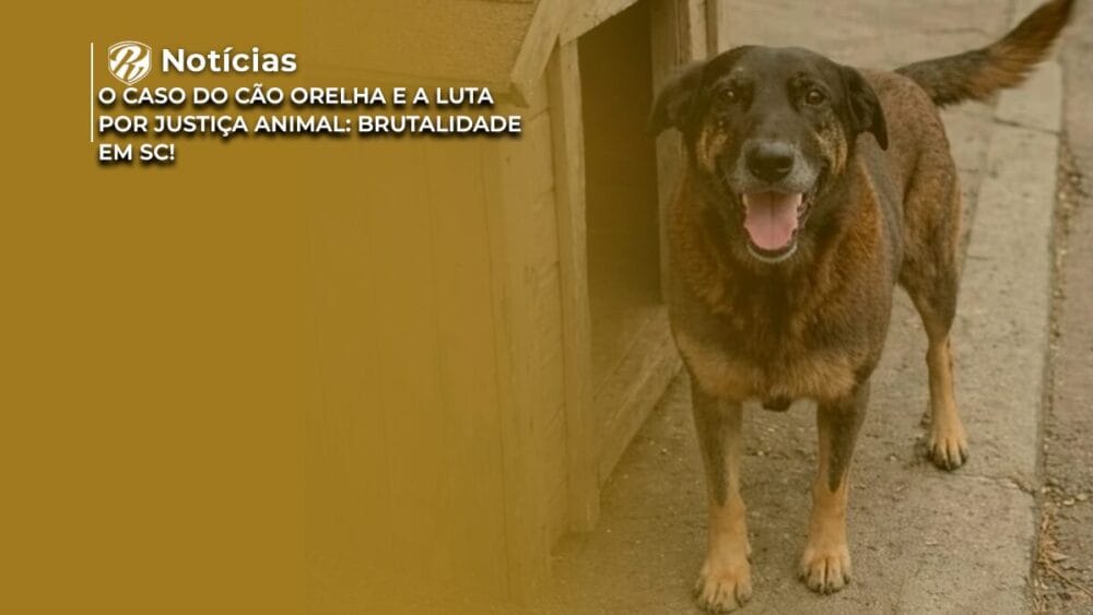 O caso do Cão Orelha e a luta por justiça animal: Brutalidade em SC! 1 Cão Orelha